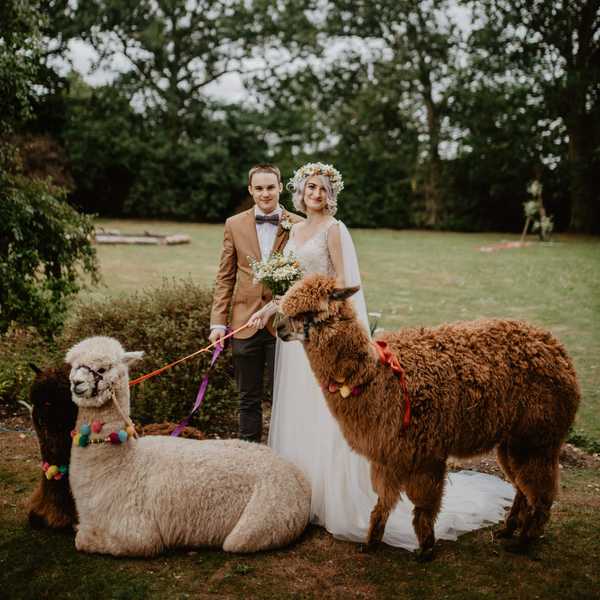 A wedding photo of me and my husband with two alpacas